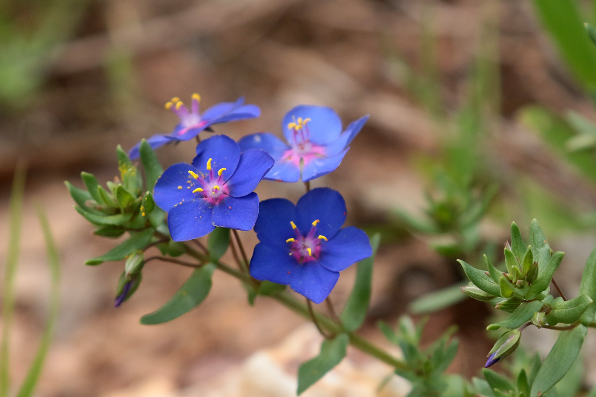 Blauwe pimpernel
